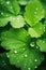 dew drops of salad leaf .vegetables ,lambs lettuce salad leaf in garden, feldsalat,vitamin,vegetable food. fresh food. green leaf