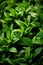 dew drops of salad leaf .vegetables ,lambs lettuce salad leaf in garden, feldsalat,vitamin,vegetable food. fresh food. green leaf