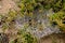 Dew drops on a spider web attracts thirsty insects