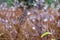 Dew drops on spiraea branches