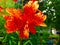Dew drops On Tiger Lily (Lilium tigrinum)