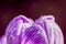 Dew drops on violet crocus