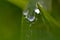 Dew drops on wild grass, morning in the wild, water droplets after rain, rainy day, vodka, dew, grass, nature, meadow, pasture, cl
