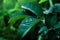 Dew drops on wild rose leaves, dark natural leafy background