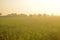 Dew on the ear of paddy and leaves of rice with Sunrise in the m