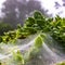 Dew formed on spiderwebs covering green leaves