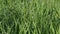 Dew on the grass. Close-up. On the banks of the Pripyat River in southern Belarus