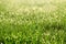 Dew on the grass. Sunny abstract green nature background.