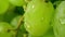 Dew on green grapes. Macro shallow focus pan shot