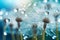 Dew-Kissed Dandelion Seeds - Delicate Nature Macro Against Turquoise Canvas