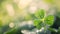 A dew-kissed four-leaf clover glistens against a bokeh backdrop, symbolizing luck and nature\\\'s beauty.