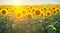 Dew-kissed leaves in a field of sunflowers, glistening in the morning sun