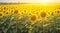 Dew-kissed leaves in a field of sunflowers, glistening in the morning sun