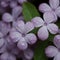 Dew-Kissed Lilac Blossoms Against a Dark Background in Springtime