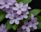 Dew-Kissed Lilac Blossoms Against a Dark Background in Springtime