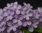 Dew-Kissed Lilac Blossoms Against a Dark Background in Springtime