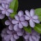 Dew-Kissed Lilac Blossoms Against a Dark Background in Springtime