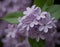 Dew-Kissed Lilac Blossoms Against a Dark Background in Springtime