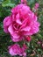 Dew-kissed Pink Rose on green background