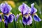 Dew-Kissed Purple Iris Petals Unfurling in the Soft Glow of Dawn - Close-up Floral Beauty