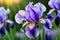 Dew-Kissed Purple Iris Petals Unfurling in the Soft Glow of Dawn - Close-up Floral Beauty