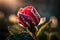 A dew-kissed rosebud glistening in the morning sun