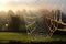 a dew-kissed spiderweb catching the morning light