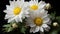 Dew-Kissed White Daisies on Black Background by Generative A.I.