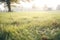 dew-laden grass around a badgers fresh morning tracks