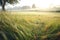 dew-laden grass around a badgers fresh morning tracks