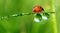 Dew and ladybird