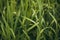 Dew on Lush Tall Field Grass , Droplets Closeup Cloudy Summer Day