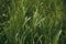 Dew on Lush Tall Field Grass , Droplets Closeup Cloudy Summer Day