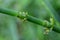 Dew on plant trunk