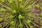 Dew on the plant, water drops after rain. decorative inflorescence Allium, Decorative blooming garlic close up