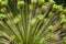 Dew on the plant, water drops after rain. decorative inflorescence Allium, Decorative blooming garlic close up