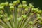 Dew on the plant, water drops after rain. decorative inflorescence Allium, Decorative blooming garlic close up