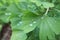 Dew, rain drops, droplets on green leaves of Ginkgo Biloba common Maidenhair tree, plant, macro