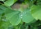 Dew, rain drops, droplets on green leaves of Ginkgo Biloba common Maidenhair tree, plant, macro