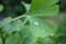 Dew, rain drops, droplets on green leaves of Ginkgo Biloba common Maidenhair tree, plant, macro