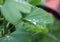 Dew, rain drops, droplets on green leaves of Ginkgo Biloba common Maidenhair tree, plant, macro