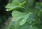 Dew, rain drops, droplets on green leaves of Ginkgo Biloba common Maidenhair tree, plant, macro