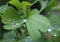 Dew, rain drops, droplets on green leaves of Ginkgo Biloba common Maidenhair tree, plant, macro