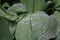 Dew, rain drops, water drops on the leaves of Convallaria mayalis common Lily of the walley