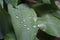 Dew, rain drops, water drops on the leaves of Convallaria mayalis common Lily of the walley