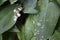 Dew, rain drops, water drops on the leaves of Convallaria mayalis common Lily of the walley