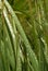 Dew On Reed Leaves