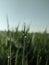 dew on ricefield