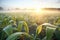 dew-soaked cornfield with sunrise