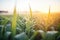 dew-soaked cornfield with sunrise